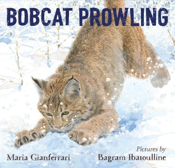 Bobcat Prowling - MPHOnline.com