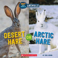 Desert Hare or Arctic Hare - MPHOnline.com