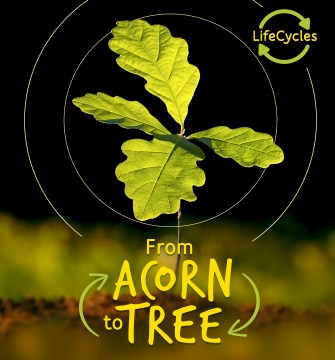 From Acorn to Tree - MPHOnline.com