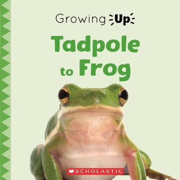 Tadpole to Frog - MPHOnline.com