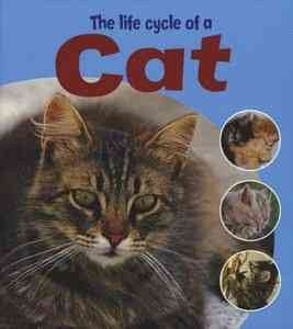 The Life Cycle of a Cat - MPHOnline.com