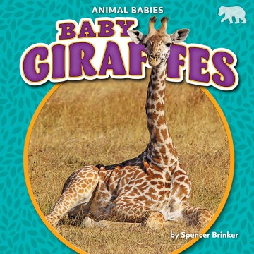 Baby Giraffes - MPHOnline.com