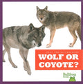 Wolf or Coyote? - MPHOnline.com