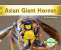 Asian Giant Hornet - MPHOnline.com