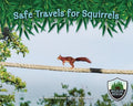 Safe Travels for Squirrels - MPHOnline.com