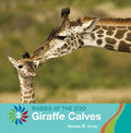 Giraffe Calves - MPHOnline.com