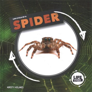 Life Cycle of a Spider - MPHOnline.com