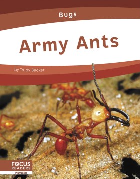 Army Ants - MPHOnline.com