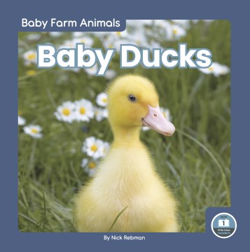 Baby Ducks - MPHOnline.com