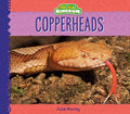 Copperheads - MPHOnline.com