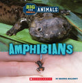 Big and Small Amphibians - MPHOnline.com