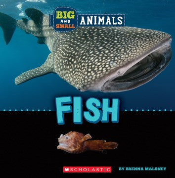 Big and Small Fish - MPHOnline.com