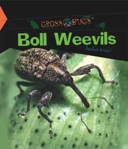 Boll Weevils - MPHOnline.com