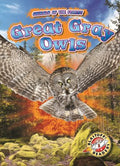 Great Gray Owls - MPHOnline.com