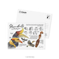 Postcard MSP153 Lokapedia: Hornbills of Malaysia - MPHOnline.com