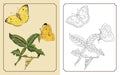 Amazing Butterflies Colouring Book - MPHOnline.com
