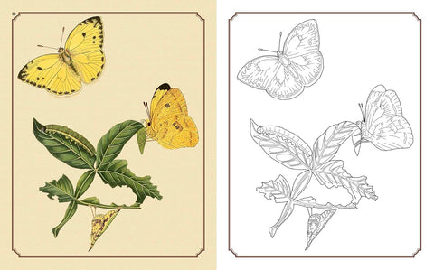 Amazing Butterflies Colouring Book - MPHOnline.com