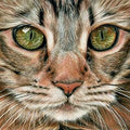 Drawing Animal Portraits in Coloured Pencil - MPHOnline.com