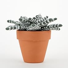 Stylish Succulents to Crochet : 15 colourful cactuses and other pot plants to make for your home - MPHOnline.com