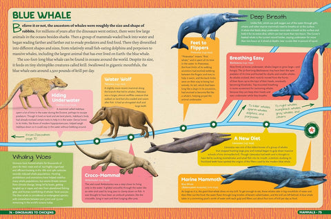 Dinosaurs to Chickens: How Evolution Works