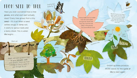 One Little Leaf: Exploring Trees for Curious Kids - MPHOnline.com