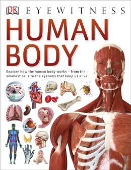 Human Body (DK Eyewitness) - MPHOnline.com