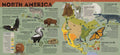 Animal Atlas, 1E - MPHOnline.com